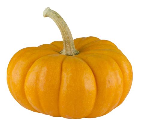 Pumpkin Png | www.galleryhip.com - The Hippest Pics