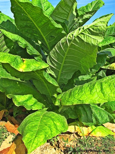 In-Depth Facts About The Tobacco Plant - The Cigar Store