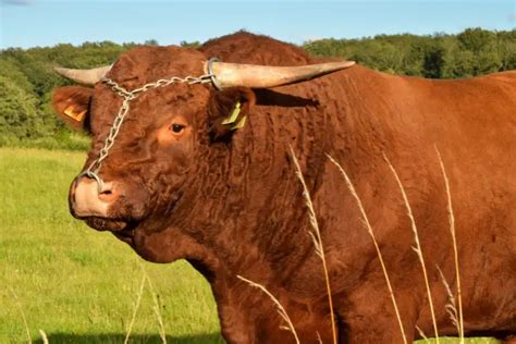 The Salers Cattle Breed – Traits, History, and Farming Practices ...