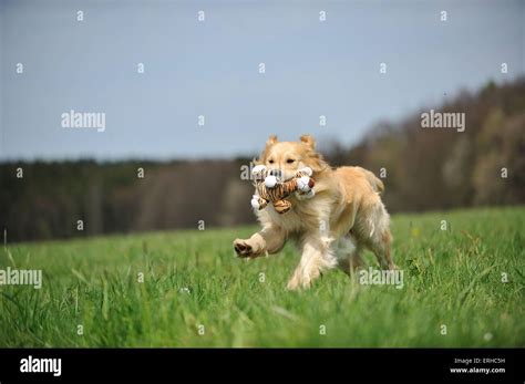 playing Golden Retriever Stock Photo - Alamy