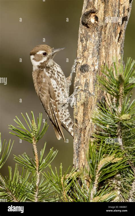 Arizona Woodpecker (Picoides arizonae) female, Arizona Stock Photo - Alamy