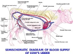 Dairy Cow Udder Anatomy