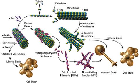 Tubulin pathways: perturbation of tubulin dynamics via specific MAPs ...