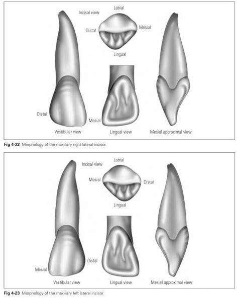 Maxillary incisors - Dental Technology: How-To, Tips | Dental anatomy ...