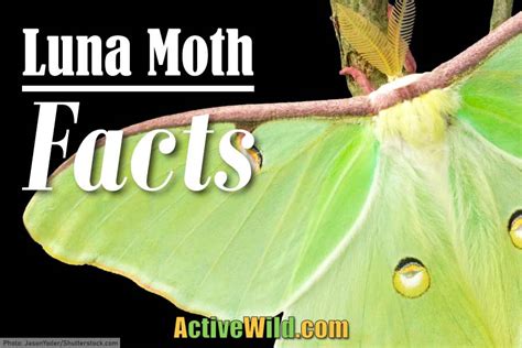 Luna Moth Life Cycle