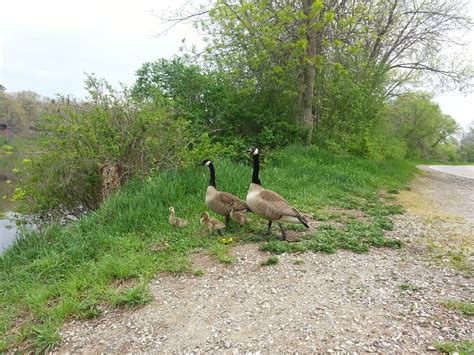 Why Wildlife Crossing Are So Important?