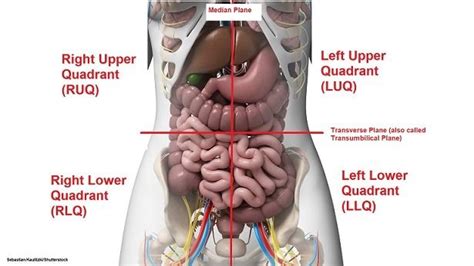 Four Abdominal Quadrants and Nine Abdominal Regions | Basic anatomy and ...