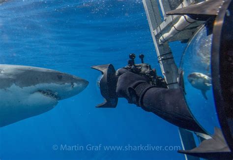 Is cage diving safe? - SharkDiver