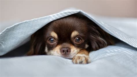 5 Traumatized Dog Symptoms And How To Deal With Them