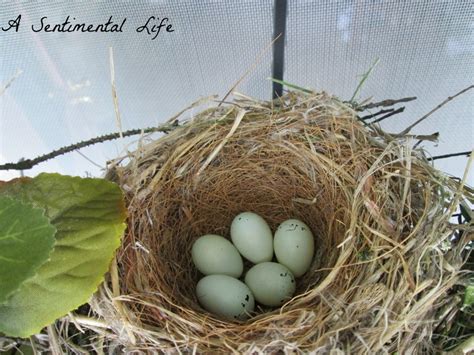 Purple Finch birds nest | Finches bird, Bird feathers, Beautiful birds