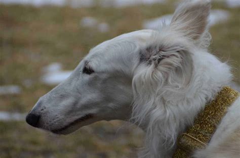 Borzoi Breed Information - 12 Facts to Know | Your Dog Advisor