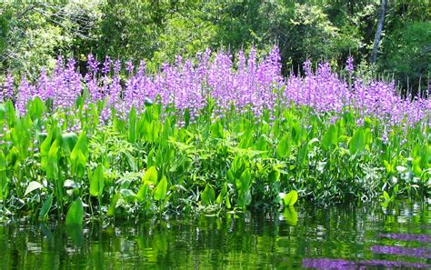 Discover the Beauty and Role of Native Aquatic Plants – in Your Own ...