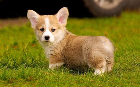 Corgi Puppy Wallpapers - Wallpaper Cave