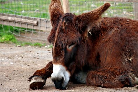 Free stock photo of animal, baby, countryside