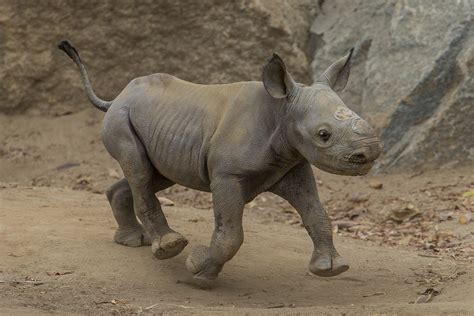 San Diego Zoo show off new baby black rhino