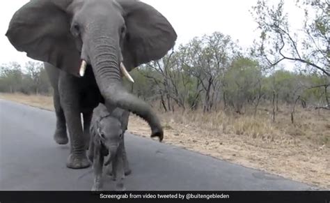 Viral Video: Mother Elephant Protects Calf From Tourists, Internet Amazed