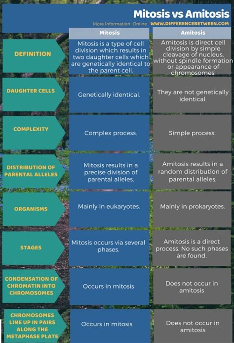 Difference Between Mitosis and Amitosis | Compare the Difference ...