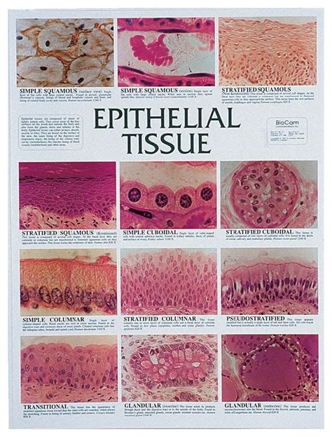 Wall Chart Epithelial Tissue | ubicaciondepersonas.cdmx.gob.mx