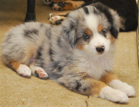 Cute Mini Australian Shepherd Puppies - aspca administrative costs