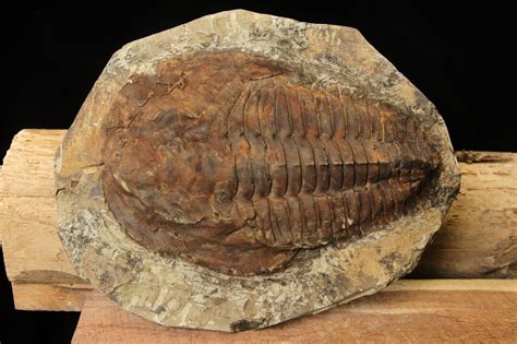 Large Cambropallas Trilobite Prehistoric Fossil Specimen ...