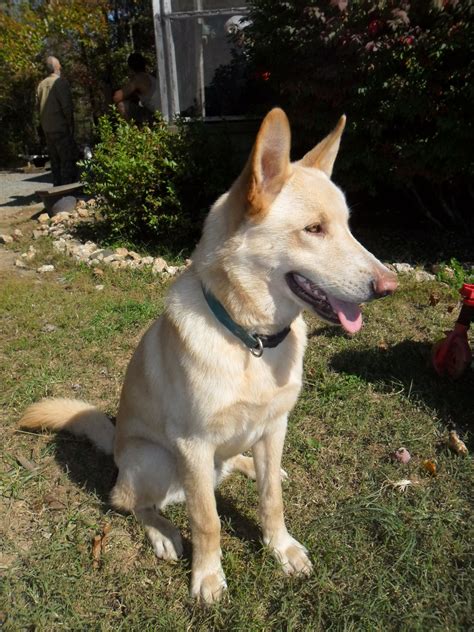 Beautiful Lab Shepherd mix | German shepherd mix puppies, Lab mix ...