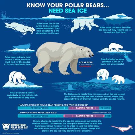 Polar Bear Polar Bear Polar Bear Infographic Polar Bear Facts | Images ...