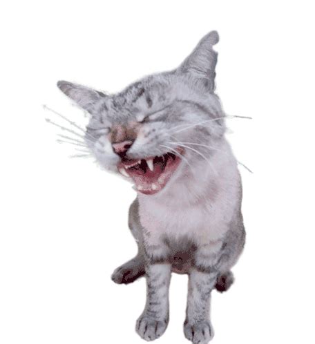 Cat Laughing Sticker - Cat Laughing Cat Laugh - Discover & Share GIFs ...