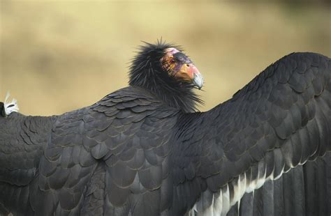 Watch a California condor nest up close - Farm and Dairy