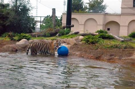 Mike the Tiger Habitat | PENETRON Total Concrete Protection