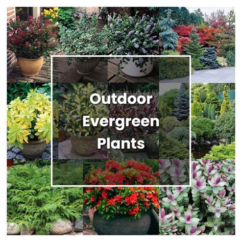 How to Grow Outdoor Evergreen Plants - Plant Care & Tips | NorwichGardener