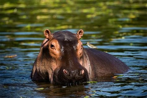 animals that cant swim planet zoo - atlasvanlinesreviews