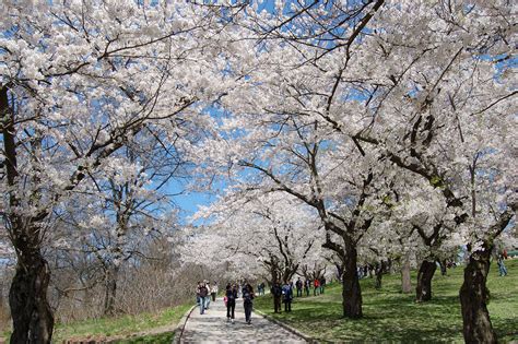 High Park cherry blossoms peak bloom set for early May