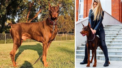 Doberman Pinscher Coat and Color Varieties - PetHelpful