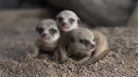 Newborn Meerkats