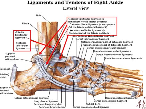 Tendons And Ligaments In Foot And Leg Leg Ligaments Diagram Ankle ...