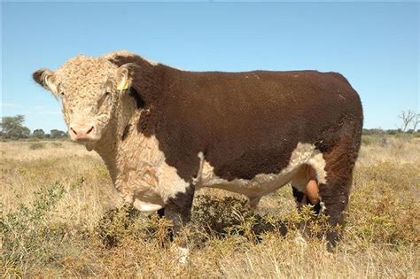 Namibia Hereford Cattle Breeders Association: Members