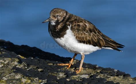 Turnstone in Bright Sun on Bridlington Pier. UK. Stock Photo - Image of ...