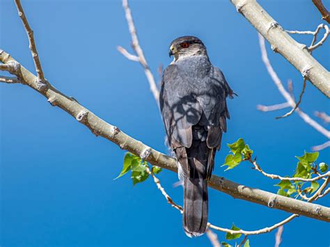 Cooper's Hawk Nesting (All You Need To Know) | Birdfact