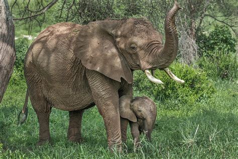 Elephant Mom and Baby Photograph by Christopher Ciccone - Pixels