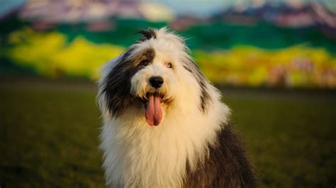 Old English Sheepdog – a lively, intelligent breed with a gentle nature ...