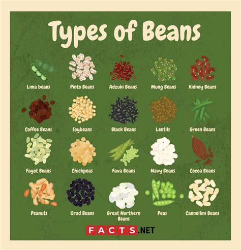 Types Of Beans Top 7 - Captions Profile