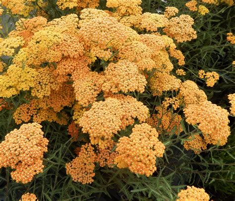 Achillea millefolium 'Terracotta' | Buy Achillea Online | Proctors Nursery