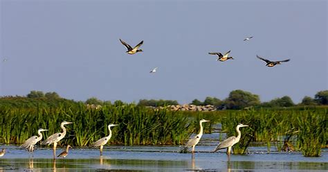 Obiective Turistice Delta Dunarii - ashjas