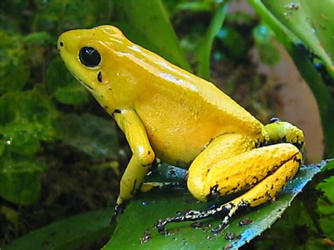 Golden Poison Dart Frogs are now classed as endangered due to loss of ...