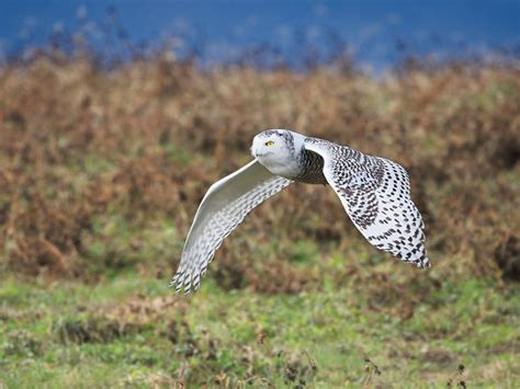 From Arctic to Valley, Why Snowy Owls Make Surprise Flights - Scenic Hudson