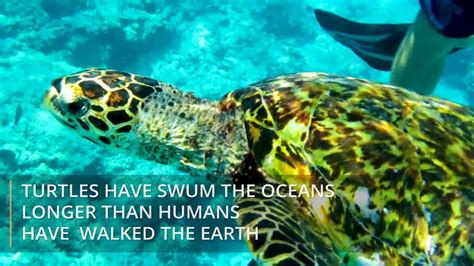 Hawksbill Turtle Conservation - YouTube