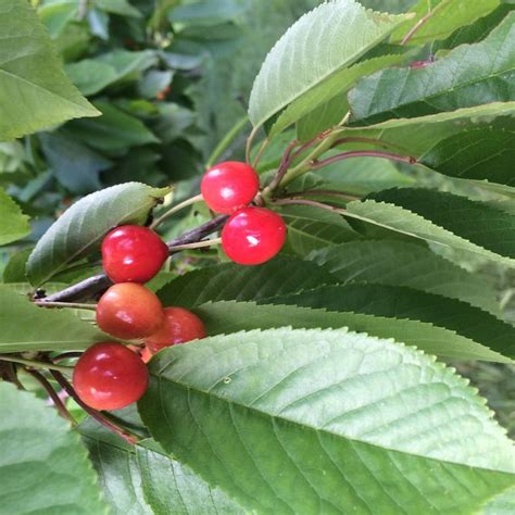 3 Ways to Identify Cherry Trees - wikiHow