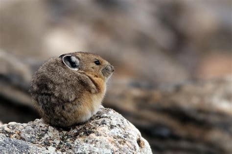 Colorado | Rocky Mountain Pika