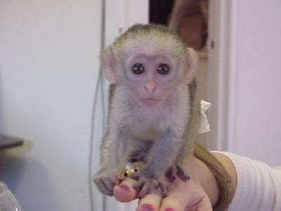 I Currently have Cute and well Trained baby Capuchin Monkey for adoption