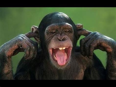 Monkey Funny Video Funniest Ever - Funny PNG